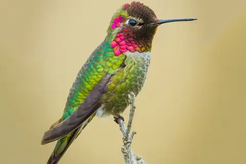Anna's Hummingbird