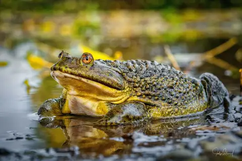 Helmeted Water Toad