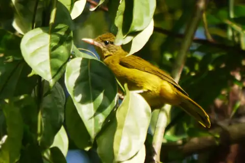 Golden Greenbul