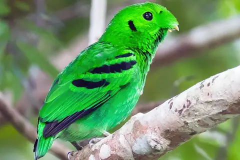 Green Broadbill