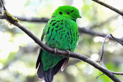Whitehead's Broadbill