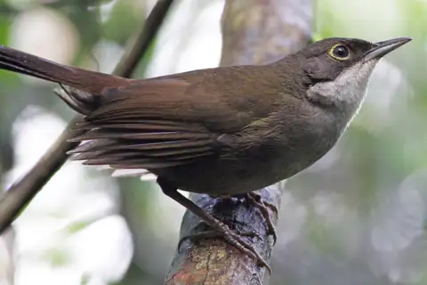 Eastern Chat-Tanager