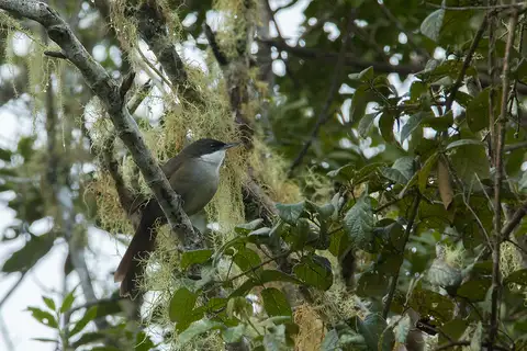 Western Chat-Tanager