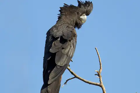 Red-tailed Black Cockatoo