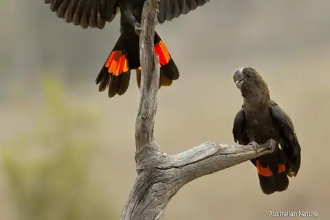 Glossy Black Cockatoo