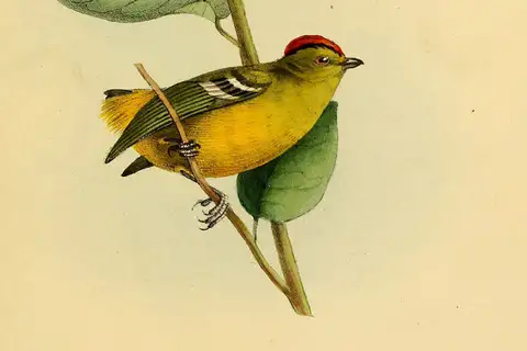 Kinglet Calyptura