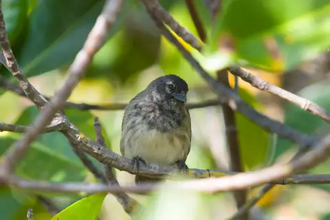 Mangrove Finch