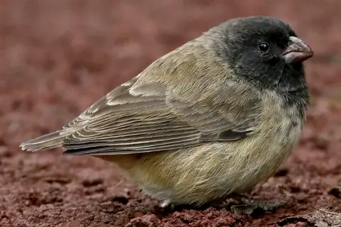 Small Tree Finch