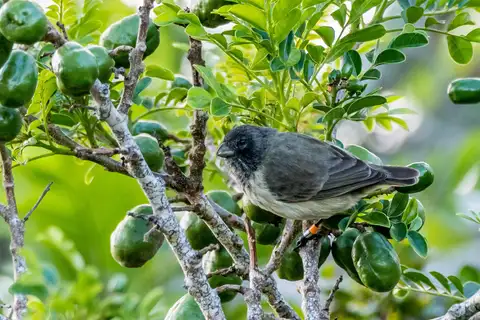 Medium Tree Finch