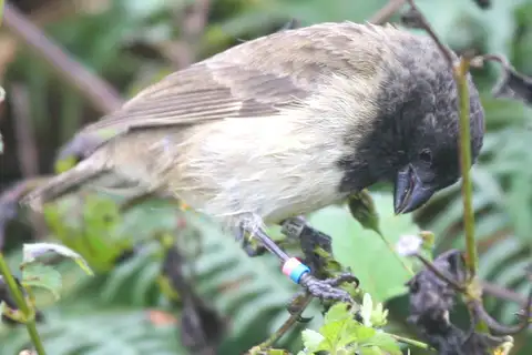 Large Tree Finch