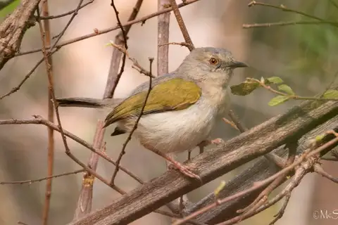 Bleating Camaroptera