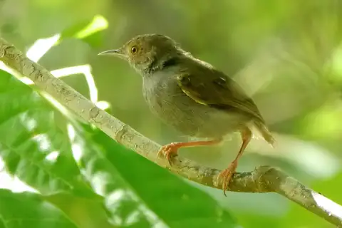 Olive-green Camaroptera