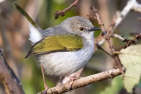 Hartert's Camaroptera