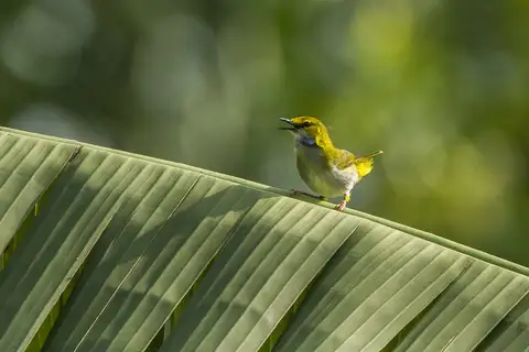 Yellow-browed Camaroptera