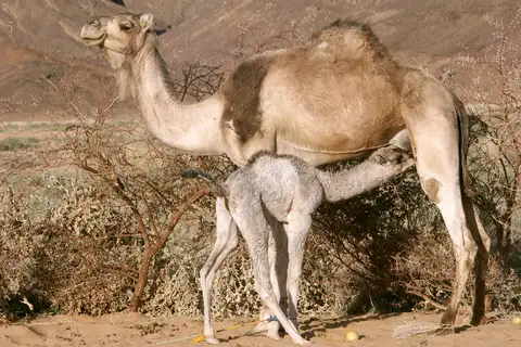 Dromedary Camel