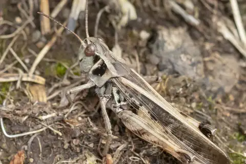 Clear-winged Grasshopper