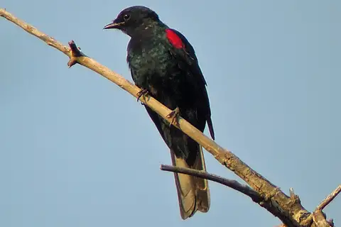 Red-shouldered Cuckooshrike