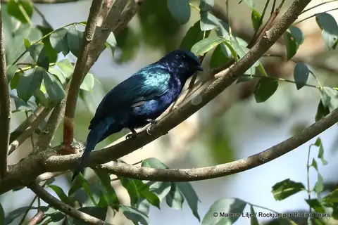 Purple-throated Cuckooshrike