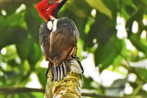 Guayaquil Woodpecker