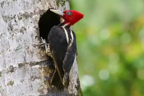 Pale-billed Woodpecker