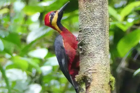 Crimson-bellied Woodpecker