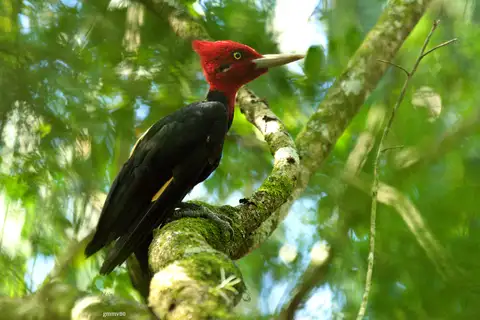Cream-backed Woodpecker