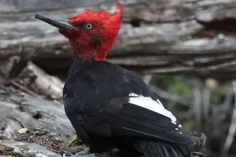 Magellanic Woodpecker