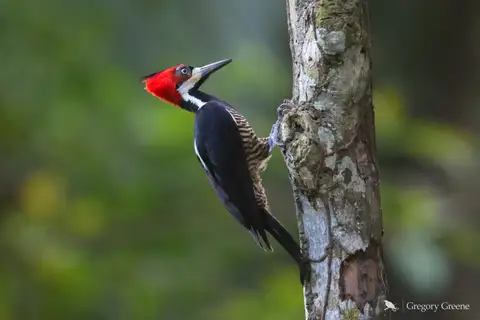 Crimson-crested Woodpecker