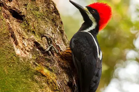 Powerful Woodpecker