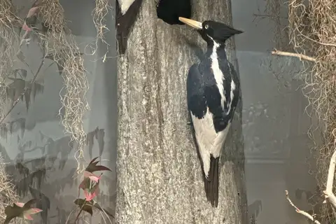 Ivory-billed Woodpecker