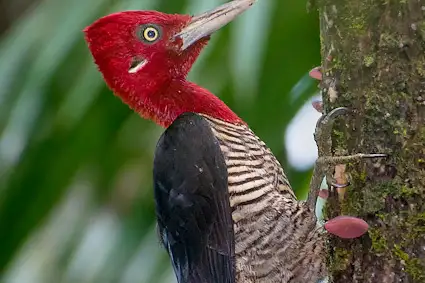 Robust Woodpecker