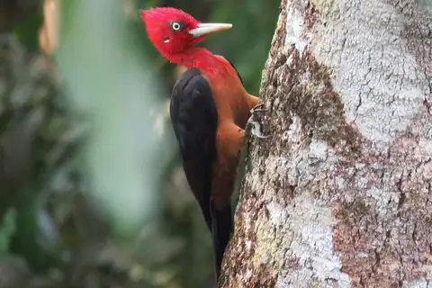 Red-necked Woodpecker