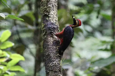 Splendid Woodpecker
