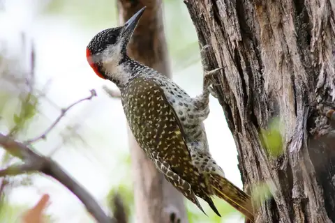 Golden-tailed Woodpecker