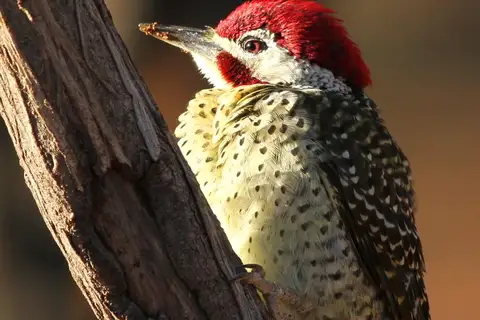 Bennett's Woodpecker