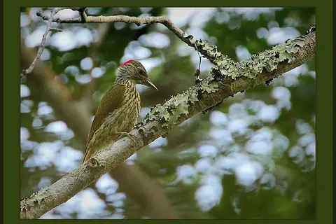 Mombasa Woodpecker
