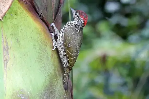 Knysna Woodpecker