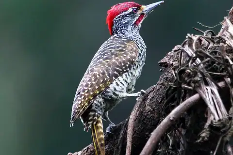 Nubian Woodpecker