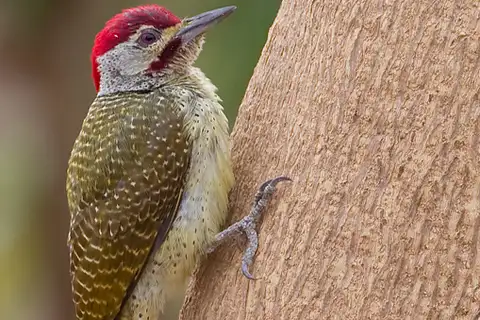 Fine-spotted Woodpecker