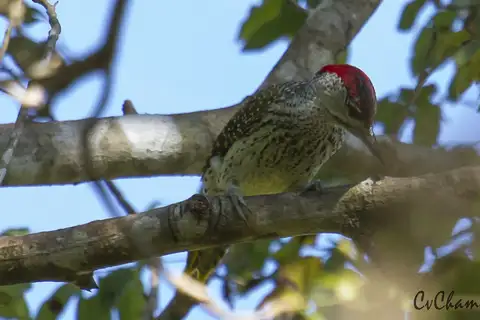 Speckle-throated Woodpecker