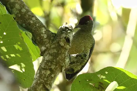 Tullberg's Woodpecker