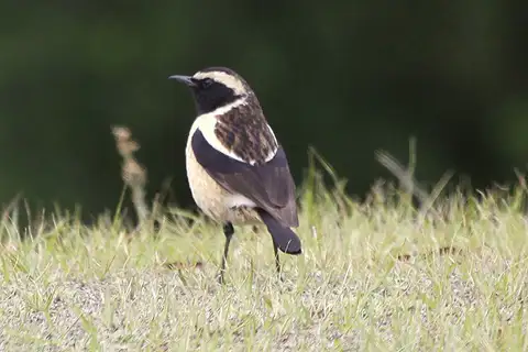 Buff-streaked Chat