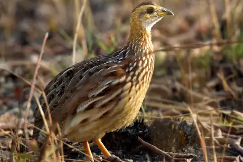 White-throated Francolin