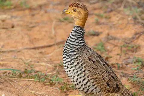 Coqui Francolin
