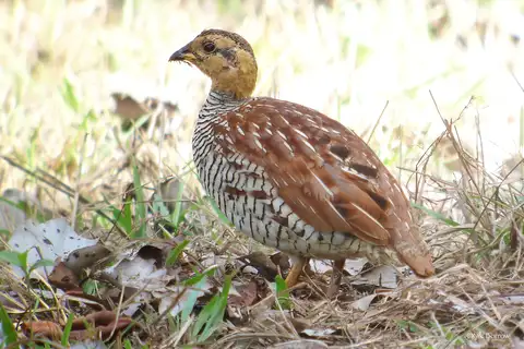 Schlegel's Francolin