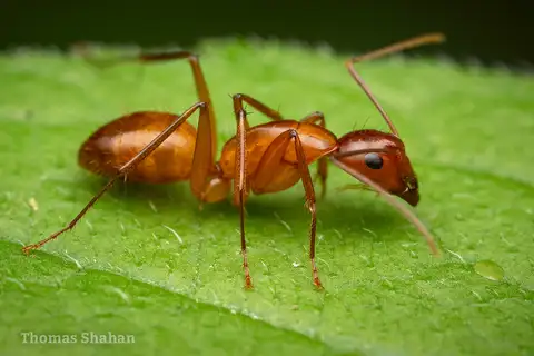 Chestnut Carpenter Ant