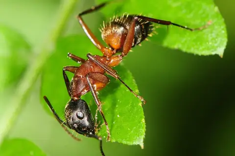 Ferruginous Carpenter Ant