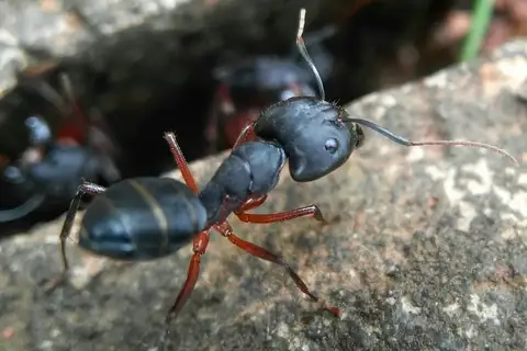 Indian Black Ant