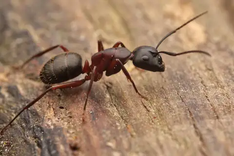 Hercules Carpenter Ant
