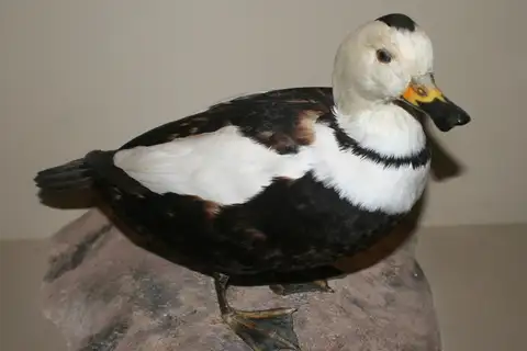 Labrador Duck